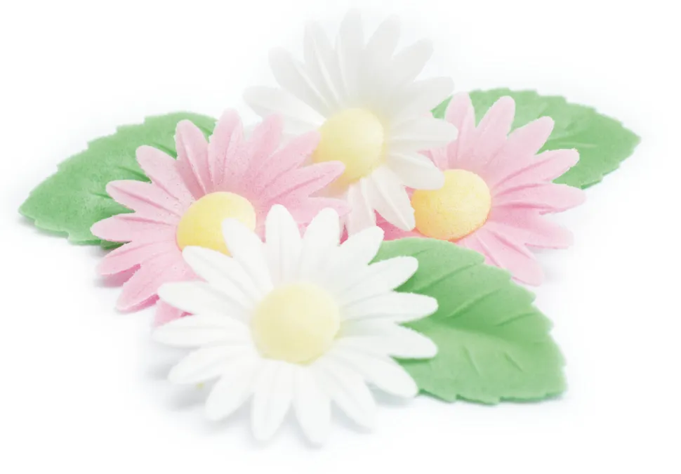 Fleurs azyme marguerites/feuilles vertes